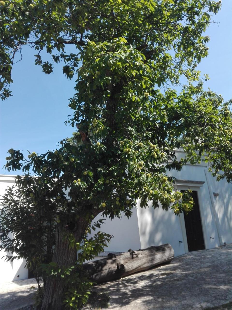 B&B Villa Rosanna Fasano Exteriér fotografie
